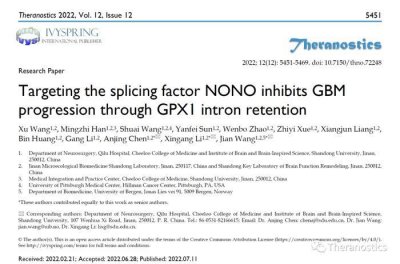 ​Theranostics：山东大学团队揭示剪接因子NONO促进胶质瘤新机制