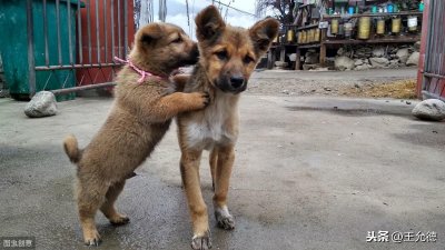 ​短毛太仓小猎犬大家应该都没有见过