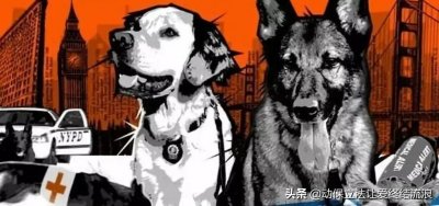 带你了解神奇的“血迹搜救犬”
